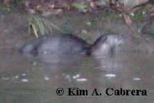 Loch Ness Otter?