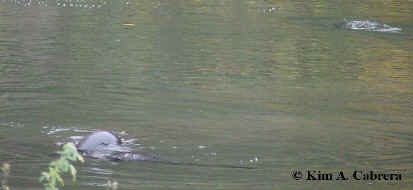 otters diving
