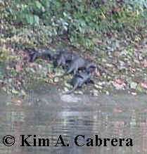 four otters on the bank