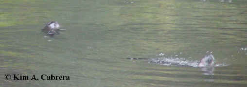 two otters in the water