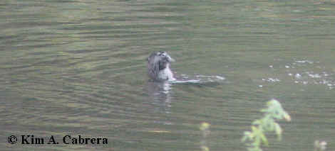 Otter floating