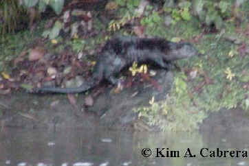 one otter