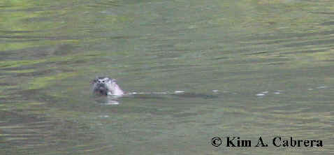 otter looks at me