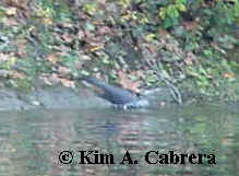otter sliding into water with a splash