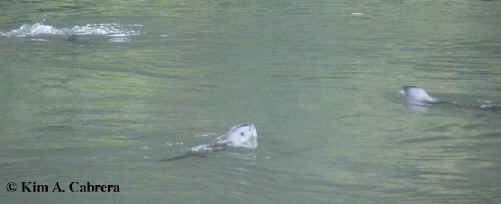 three otters swimming