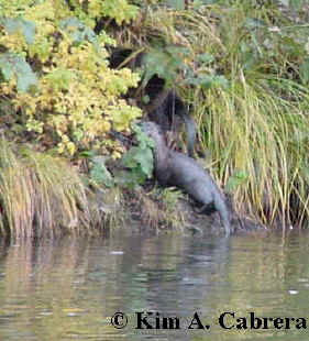 otters on the bank