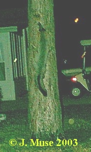 Gray fox climbs tree. Photo by J. Muse 2003.