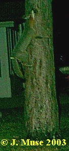 Gray fox climbs tree. Photo by J. Muse 2003.