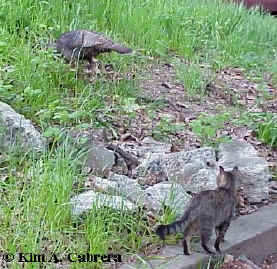 Junior, the cat, watches a turkey feeding in the
                grass. Moments later, he decided to try and catch it.
                The end result was - the turkey ran one way, squawking,
                and Junior ran the other! He won't try that again.