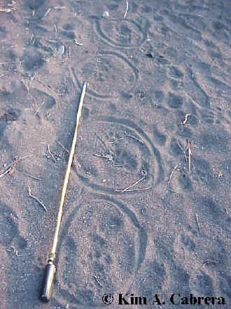Circled mountain lion tracks on the beach.
                        Photo by Kim A. Cabrera.