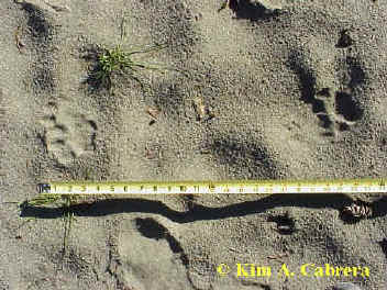 Cougar tracks with stride measured. Stride
                      was about 18 inches. Photo by Kim A. Cabrera. 