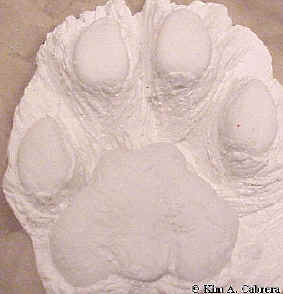mountain lion track cast in plaster