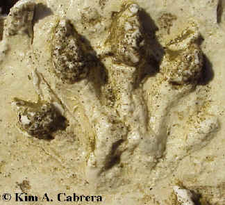 Otter track cast in dental stone.
