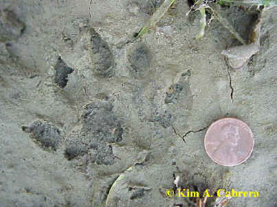otter print with some webbing visible