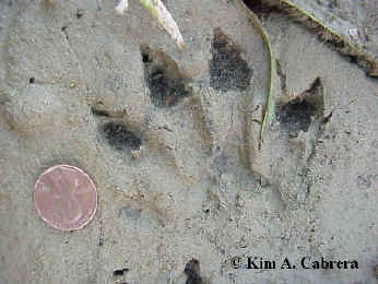 muddy otter print