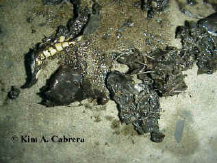 otter scat with snake parts