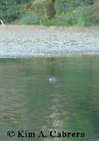 One of a family of four otters swimming in
                      the Eel River on November 10, 2000.