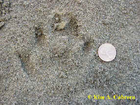 slightly older otter track showing signs of
                      rain