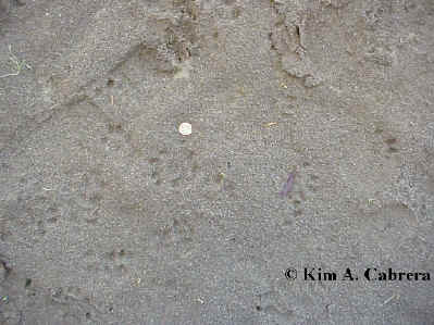 many otter tracks in sand