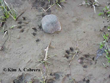 otter trail with all four feet showing