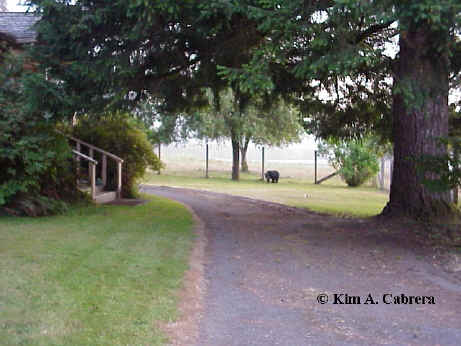 bear showing location in yard