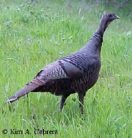 Wild turkey in Humboldt County, California. April
                  2000.