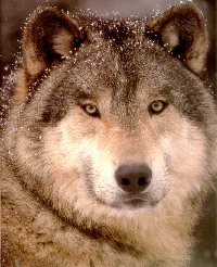 wolf - photographer unknown