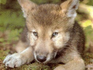 wolfpup - photographer unknown