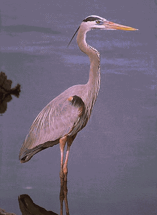 heron