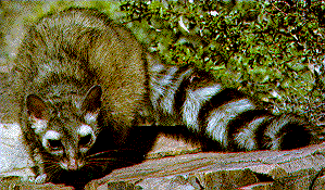 ringtail